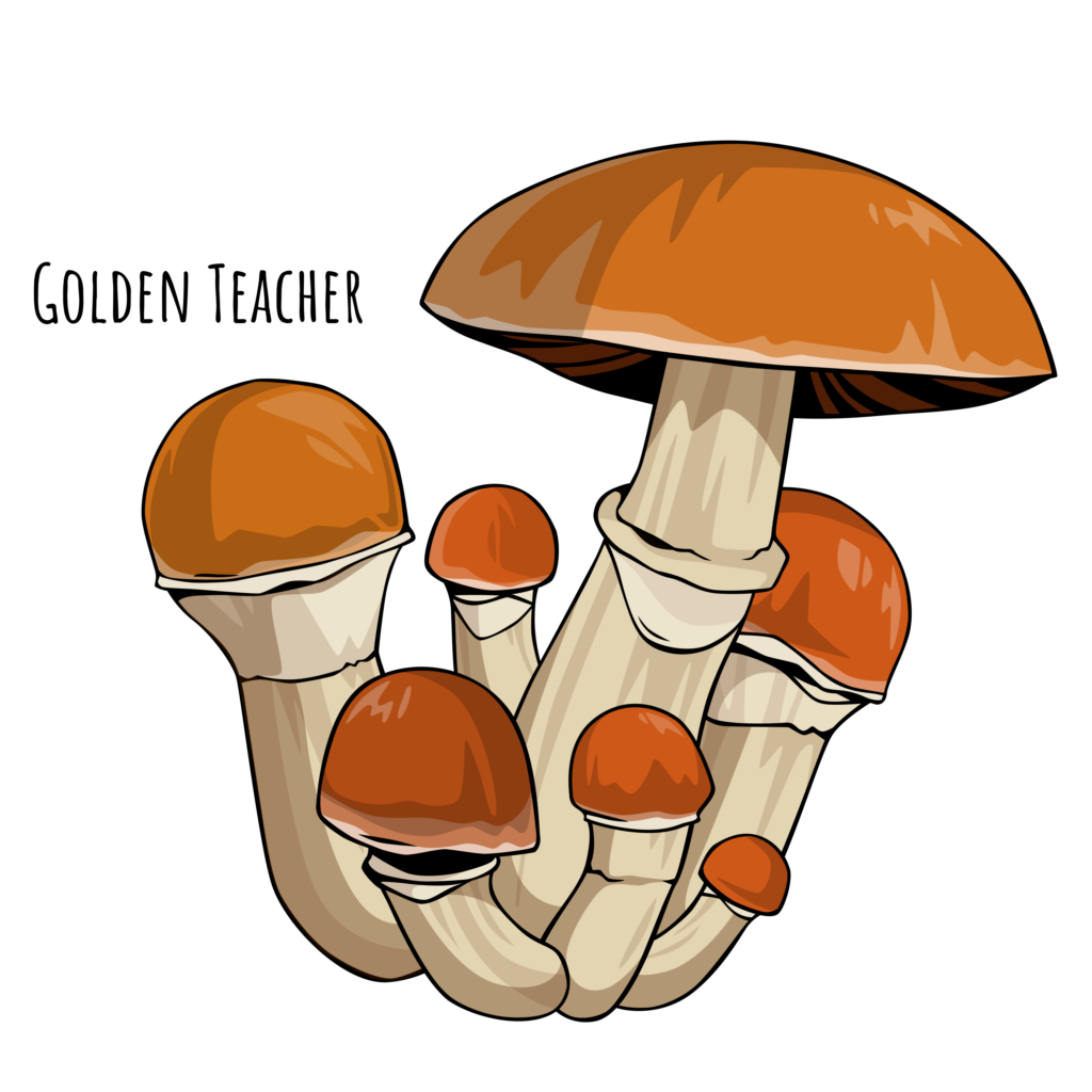 Golden Teacher