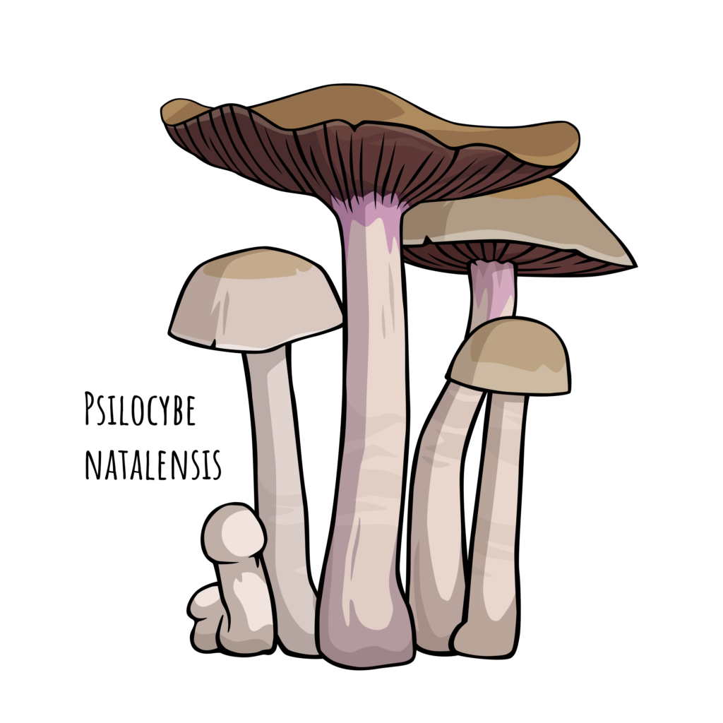 Psilocybe natalensis