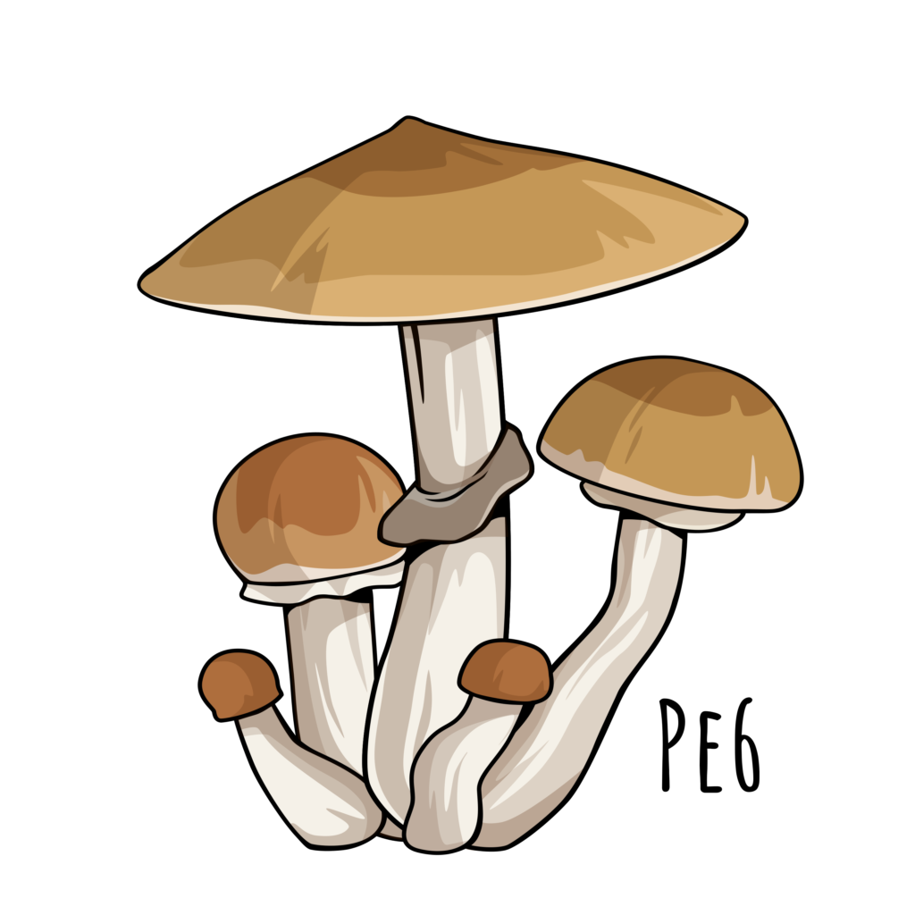PE 6