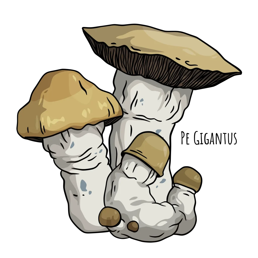 PE Gigantus