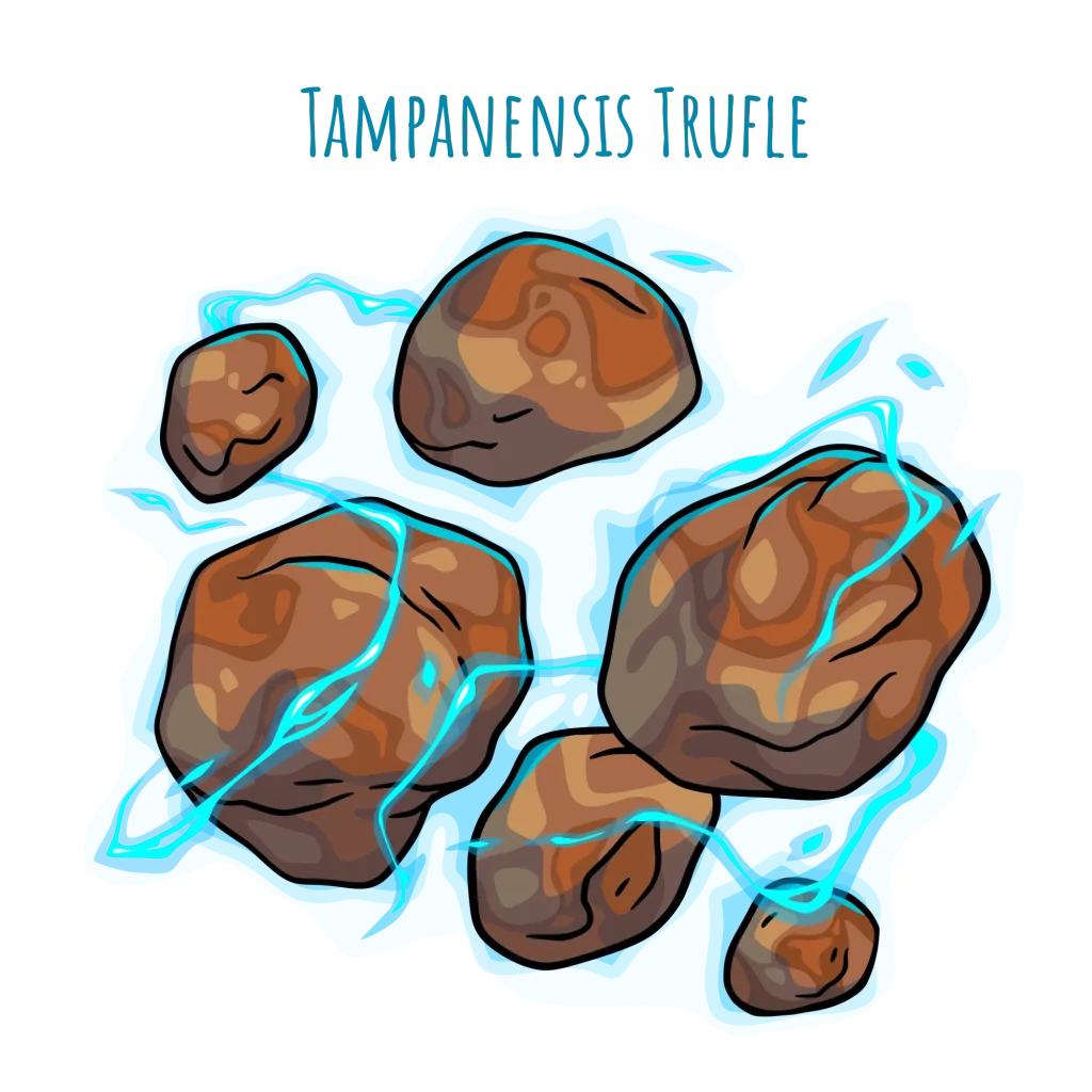 Psilocybe tampanensis Trufle