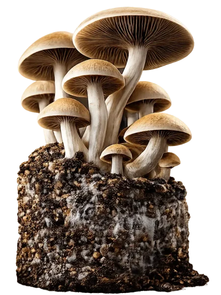 growkity